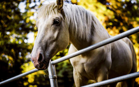 Behind the fence, is a picture of an Andalusian horse.の写真素材