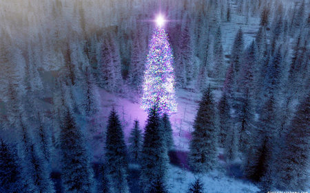 Display a Christmas tree made by sparkler on black. Illustration.の写真素材