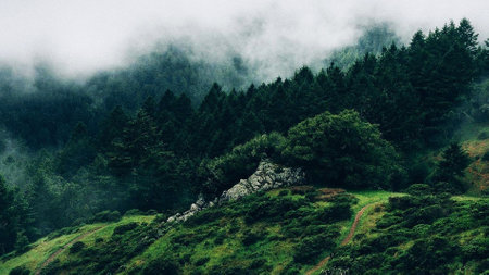 The trees on the hillside,  The misty fog is low over the green hillside. a serene atmosphere...