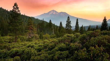 A forest with a mountain in the background in a natural landscape setting. It includes various types...
