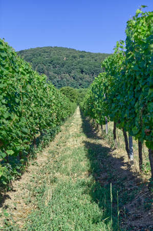 Row of vines in the vineyard at summer timeの写真素材