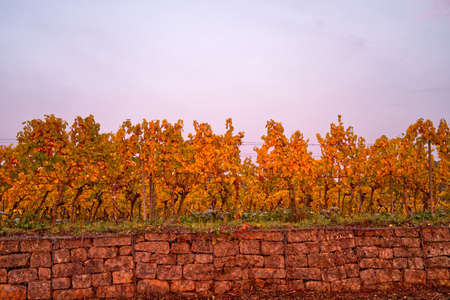 Autumn morning in the vineyard near Deidesheimの写真素材