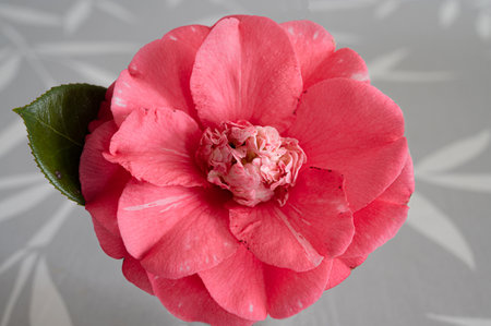 Blossom of a cameliaの写真素材