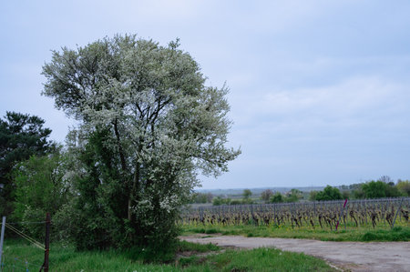 Blossoming deciduous tree in the vineyardsの写真素材