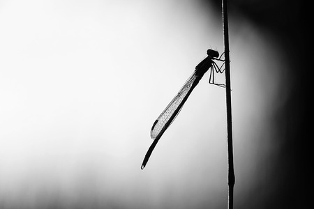 Dragonfly is sitting in moonlight black whiteの写真素材