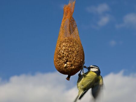 Blue tit feeding against a blue skyの写真素材