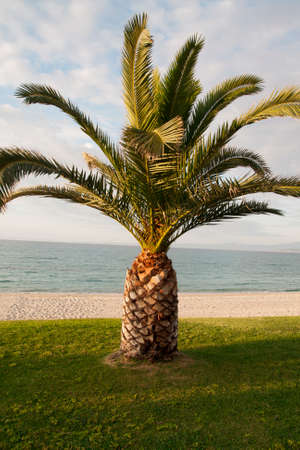 beautiful palm tree on the lawn next to the beachの写真素材