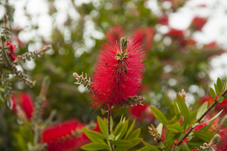red flowersの写真素材