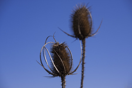 Dried flower on a sunny day