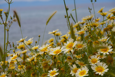 Chamomile flower fildの写真素材