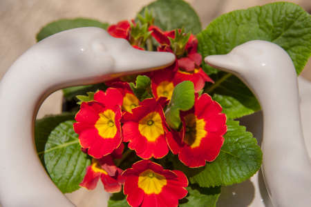 Spring  red flowersの写真素材