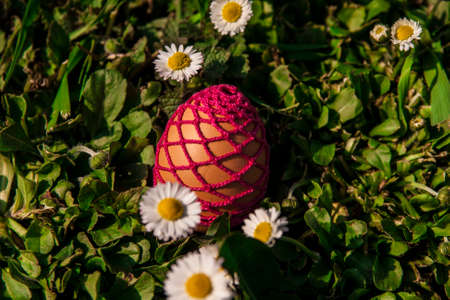 Egg easter in a grassの写真素材