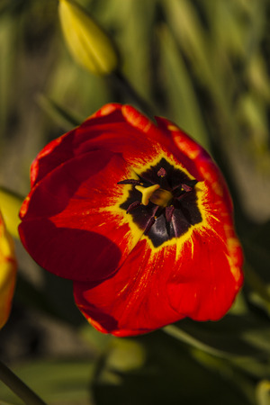 Red Tulip flowerの写真素材