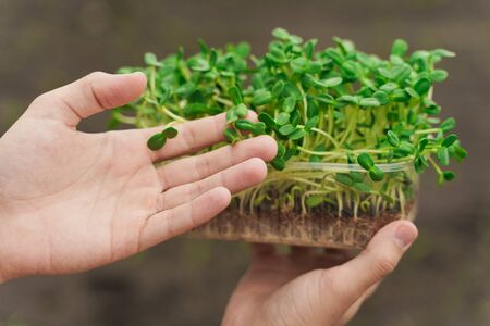 Microgreen with soil in hands closeup. Man touches green microgreen of sunflower seeds in hands....