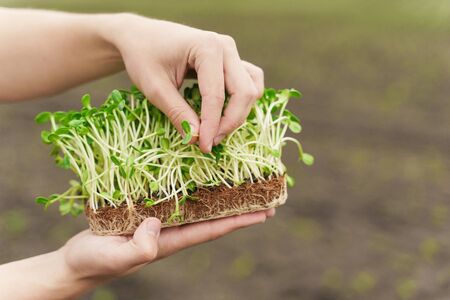 Closeup microgreen of sunflower seeds with soil in hand. Man touches leaves of micro green. Idea for healthy vegan green microgreen advert. Vegeterian food delivery service.の写真素材