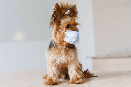 Yorkshire terrier in medical mask. Dog in surgical mask for coronavirus prevention in front of white background. Pandemic. Health care dog conceptの写真素材