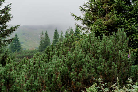 Spruce at rainy and foggy day in Karpathians mountains. Beautiful nature of Ukraine. Tourism in our...