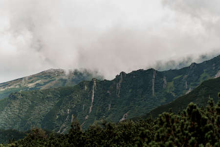 Mountain Hoverla with fog and rain. Spruce in Karpathians mountains. Beautiful nature of Ukraine....