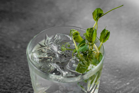Glass with drink, ice on gray background. Cocktail decorated microgreen alcohol beverageの写真素材
