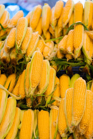 Corn sold in Turkish market. Counter with raw cornの写真素材