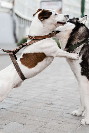 2 adorable dogs meet, sniff and playing with each other. Siberian husky and ack Russell terrier play...