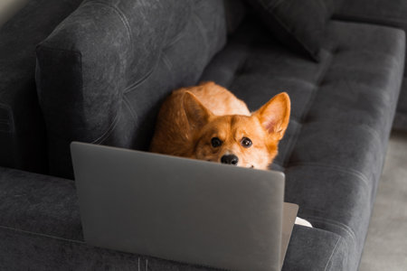 Happy purebred Corgi dog with laptop. Welsh Corgi Pembroke dog sitting with laptop. Creative idea with laptop for advertising. Working online with laptopの写真素材