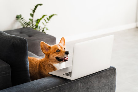 Playful Welsh Corgi Pembroke dog sitting with laptop and smile. Working online with laptop. Happy purebred Corgi dog creative idea with laptop for advertisingの写真素材