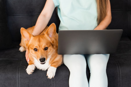 Typing text on laptop and holding lovely Welsh Corgi Pembroke in hands. Business working online with laptop. Purebred Corgi dog sits on the hands of the ownerの写真素材