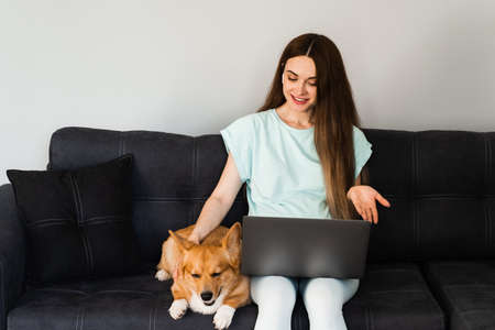 IT specialist girl with laptop and Corgi dog chat online with colleagues, gesticulates and explains creative concept of new project. Teamwork with Welsh Corgi Pembroke at homeの写真素材