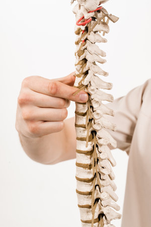 Spinal column or backbone model with bones, muscles, tendons, and other tissues on white background. Spinal column encloses the spinal cord and fluid surrounding spinal cordの写真素材