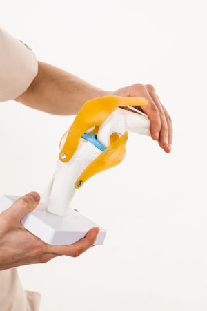 Anatomical model of knee joint on white background. Doctor traumatologist is showing ligaments and muscles on artificial model of human knee joint anatomy close-upの写真素材