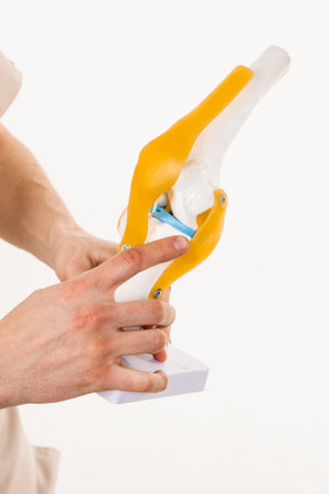 Anatomical model of knee joint on white background. Knee joint anatomy close-upの写真素材