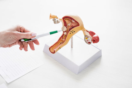 Realistic uterus model on white background close-up. Consultation with a gynecologist in gynecology clinicの写真素材