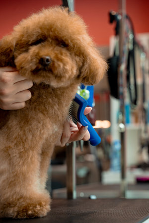 Using animal deshedding brush to remove tangles and lose dog hair. Groomer is improving health...