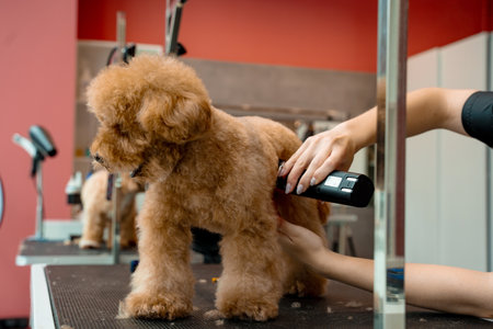 Professional grooming service to prevent fur matting. Cute fluffy malltipoo is waiting patiently while groomer is trimming dog hair to make pet feel coolerの写真素材