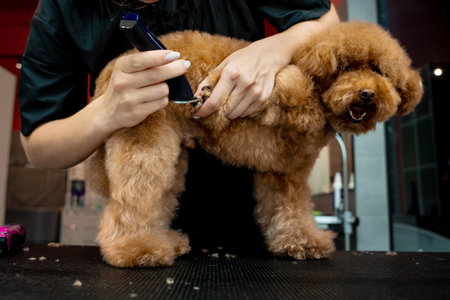 Professional groomer is trimming dog hair on paw of maltipoo to prevent puppy from slipping and sliding. Grooming workshop. Learning how to take care of pet hygieneの写真素材