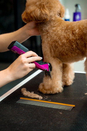 Groomer is clipping hair of maltipoo to make coat of dog easy to clean. Keeping dog hair from tangling by trimming extra fur. Professional grooming service for little dogsの写真素材