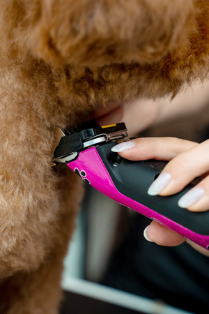 Keeping dog hair from tangling by trimming extra fur. Professional grooming service for little dogs. Groomer is clipping hair of maltipoo to make coat of dog easy to cleanの写真素材