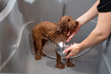Groomer is bathing cute maltipoo dog in shower. Specialist is washing of shampoo from adorable pet in salon. Proper dog cleaningの写真素材