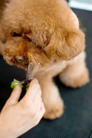 Groomer is doing hygiene cut for fluffy maltipoo to keep animal clean and healthy. Using grooming shears to trim dog hair around nose, eyes and ears of petの写真素材