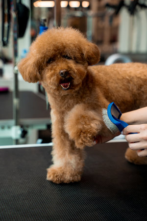 Grooming workshop. Combing fluffy pet with professional brush. Cute maltipoo is standing obediently while groomer is using dog shedding tool to clean puppy for dirtの写真素材