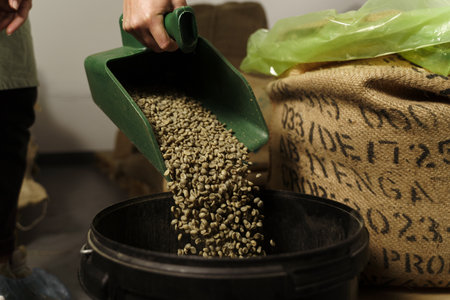 Handful pouring raw coffee beans in the bag. Sorting green coffee. Raw green coffee beans on the scoop in the facility.の写真素材