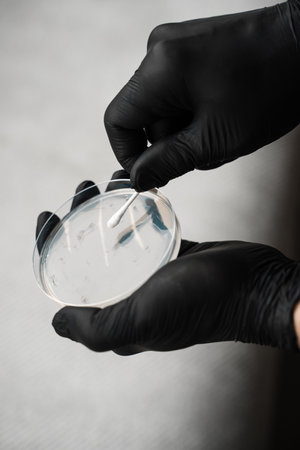 Putting a cotton swab in substance in a Petri plate for a biological research. Growing bacteria in a cell-culture dishの写真素材
