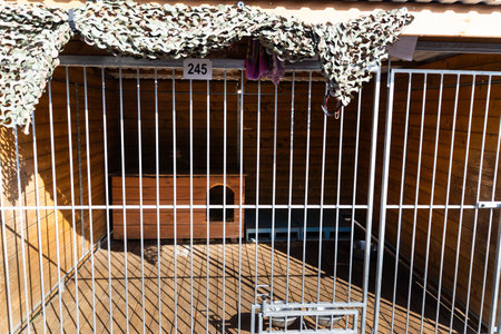 Wooden outdoor kennel for dogs, spacious and secure with metal bars. Large dog shelter with wood walls, metal fence, and cozy sleeping areaの写真素材