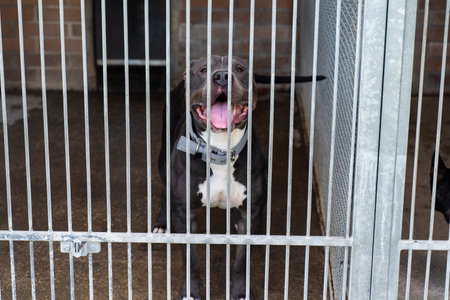Lonely dog waiting for adoption in a shelter kennel. Sad dog in an animal shelter cage. Abandoned dog behind bars, shelter life is tough. Shelter dog waits for homeの写真素材