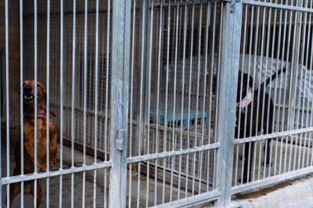 Adopt rescue dogs. Shelter dogs need love and care. Homeless dogs waiting for adoption in shelter cages. Two shelter dogs wait for adoption behind bars, bonded pair seeks forever familyの写真素材