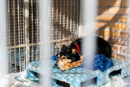 Sleeping shelter dog on a blanket in a cage, waiting quietly for a forever home. Calm rescue dog is resting in a kennel. Shelter life: tired stray dog sleeping on a cold platform in a kennelの写真素材