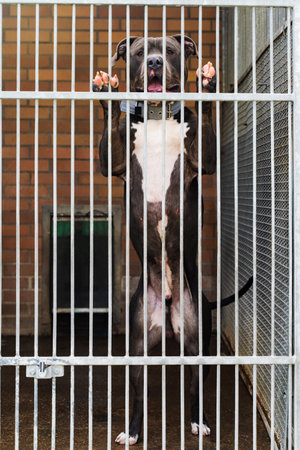 Abandoned dog behind bars, shelter life is tough. Shelter dog waits for home. Lonely dog waiting for adoption in a shelter kennel. Sad dog in an animal shelter cageの写真素材