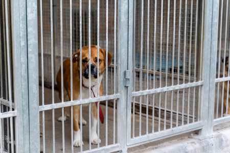 Shelter life of brown dog. Abandoned dog in rescue shelter, brown fur, loyal heart. Adopt, rescue, love. Dog behind bars in animal shelter, hoping for adoption. Homeless brown dog in kennelの写真素材