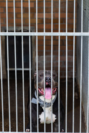 Lonely dog waiting for adoption in a shelter kennel. Sad dog in an animal shelter cage. Abandoned dog behind bars, shelter life is tough. Shelter dog waits for homeの写真素材